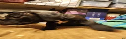 American Pit Bull Terrier dogs for sale: American Pit Bull Terrier 9 - Ad 5