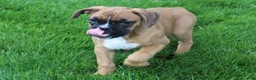 Boxer dogs for sale: Felicia - Ad 4