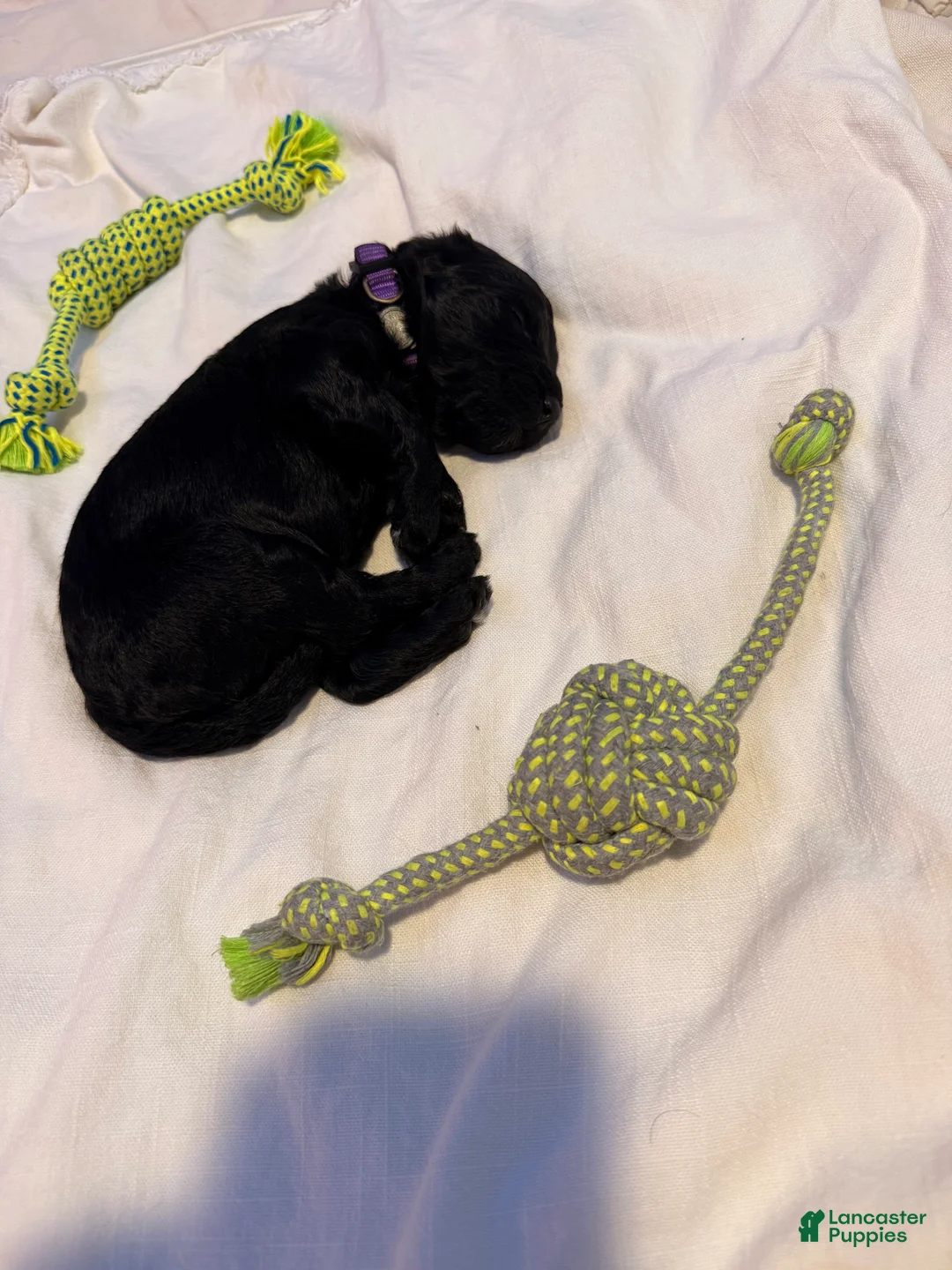 Double Doodle dogs for sale:  Amethyst - Ad 2
