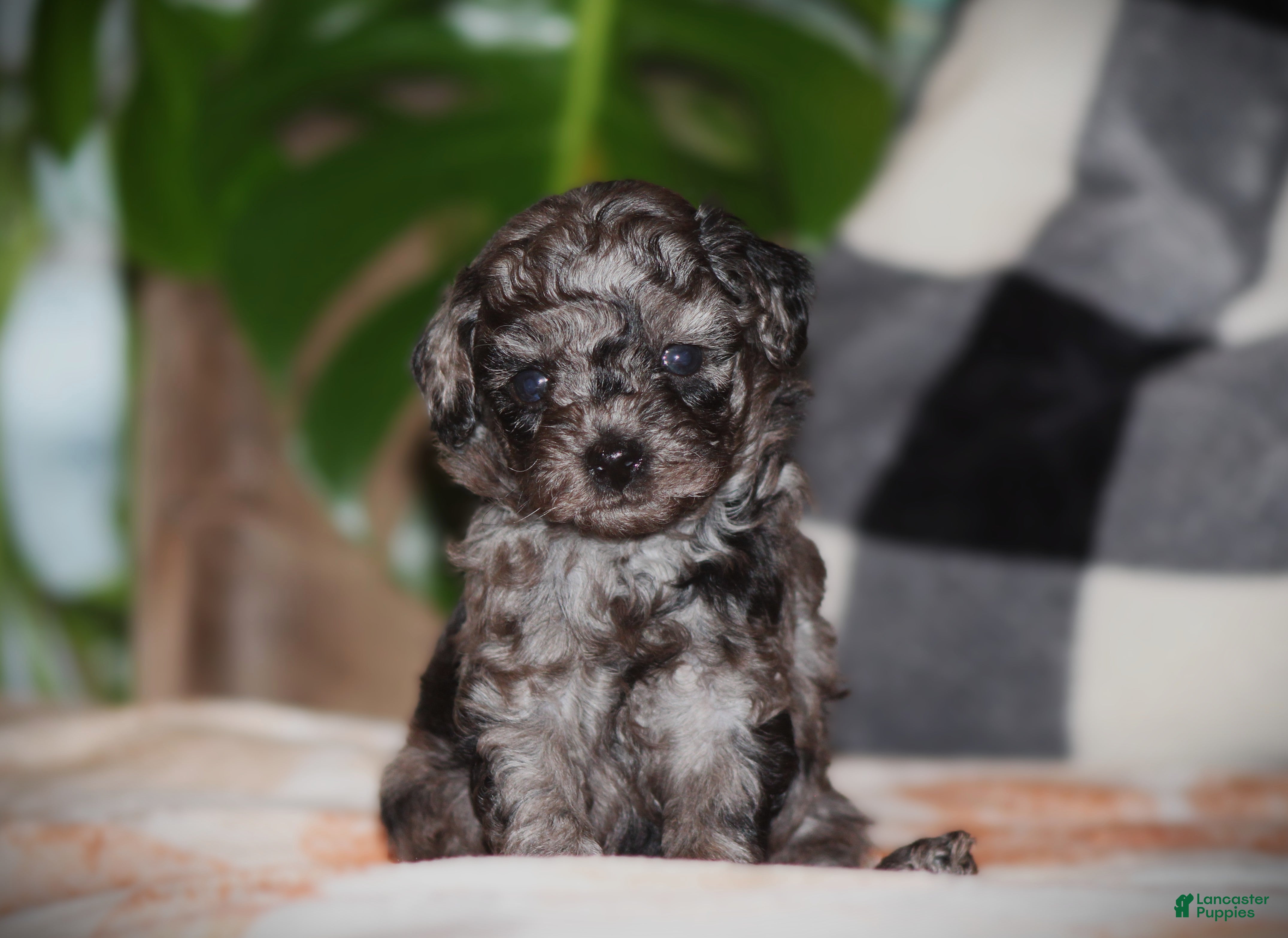 Toy Poodle dogs Kenya - Ad 2