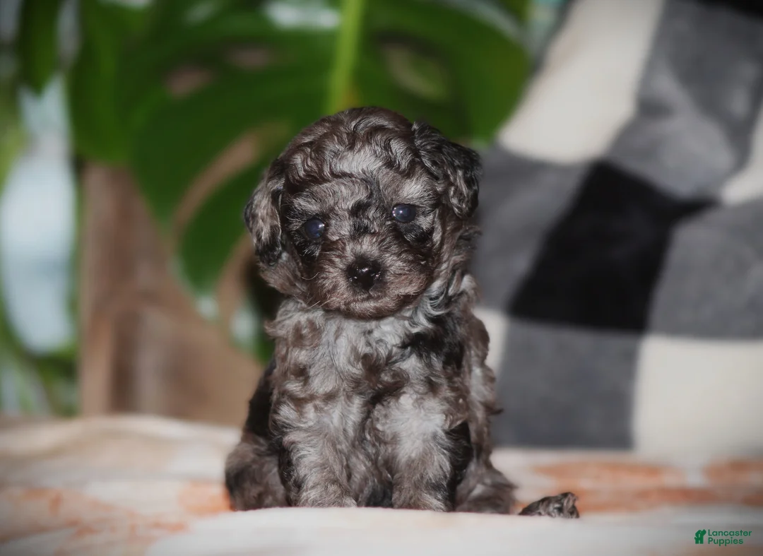Toy Poodle dogs for sale: Kenya - Ad 2