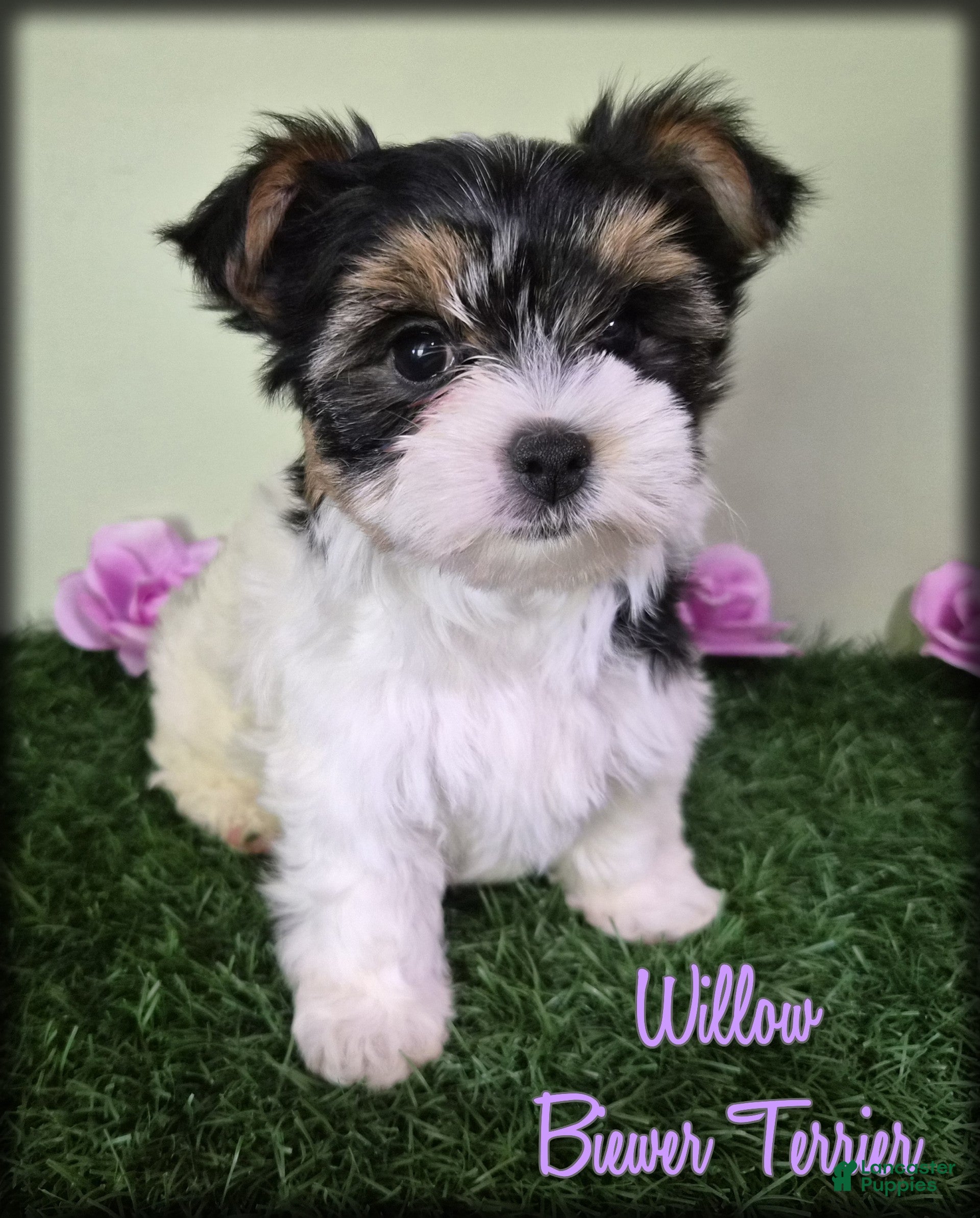 Biewer Terrier dogs Willow - Ad 1