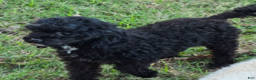 Standard Poodle dogs for sale: Tadpole - Ad 9