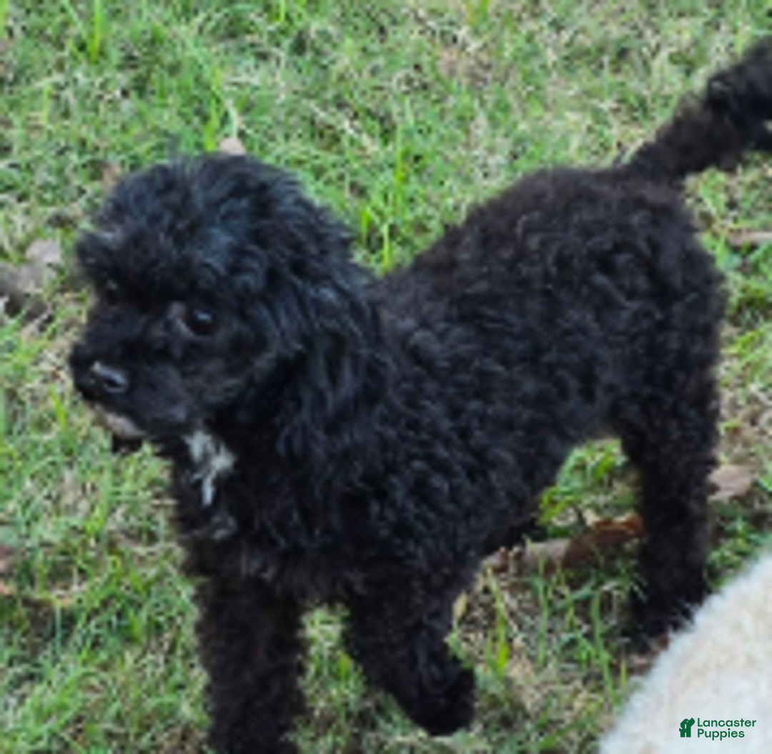 Standard Poodle dogs for sale: Tadpole - Ad 9