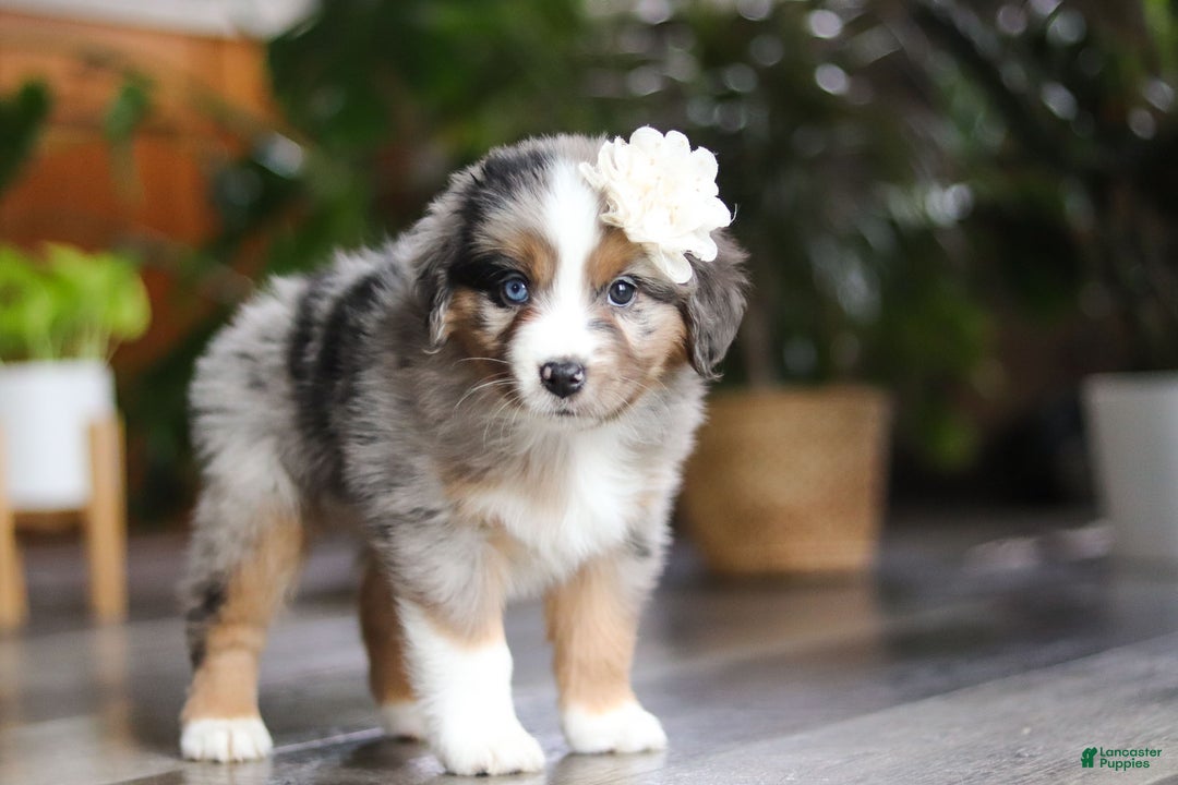 Miniature Australian Shepherd dogs for sale: Truffles - Ad 5