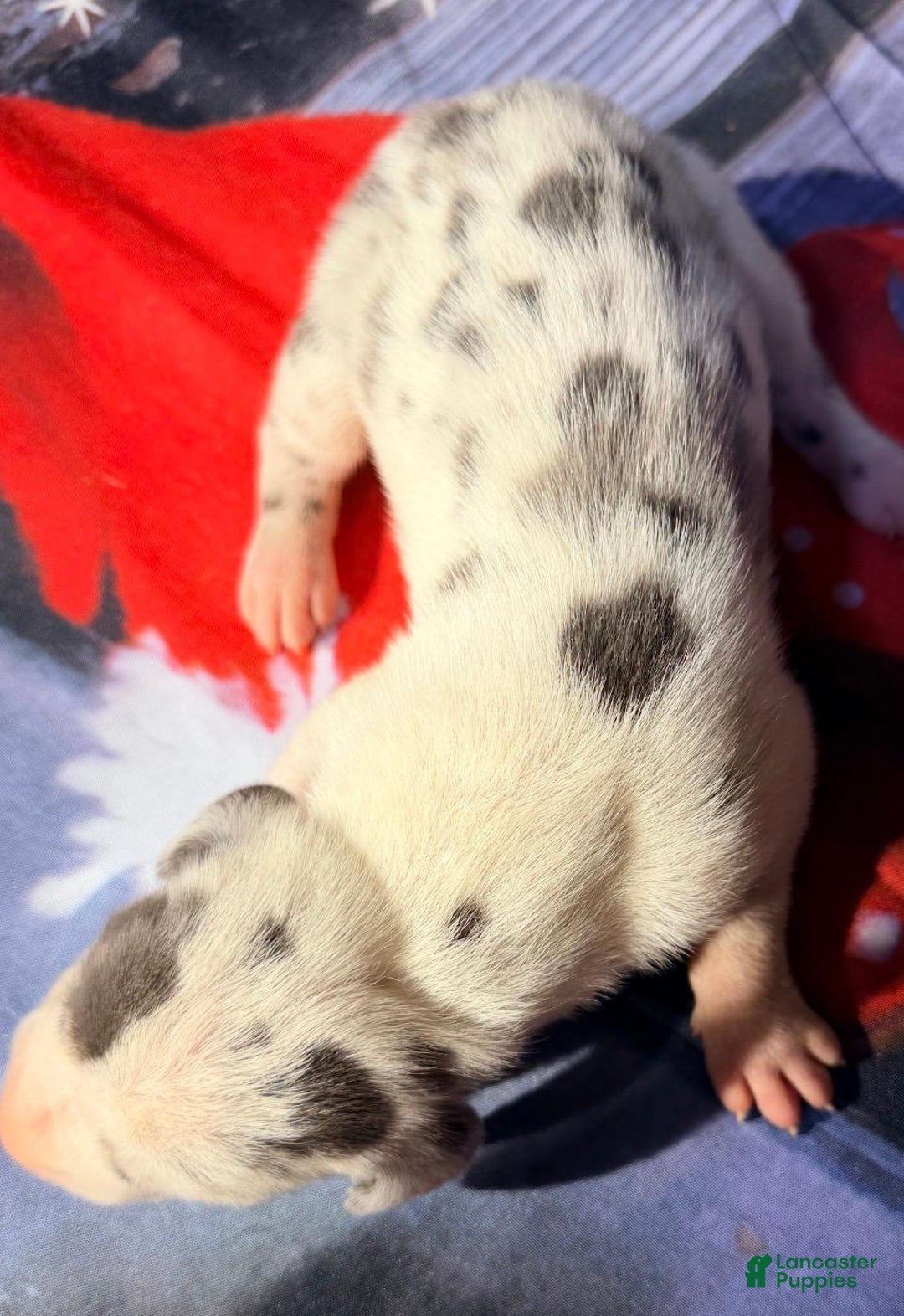 Great Dane dogs for sale: Wendy - Blue Harlequin - Ad 1