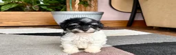 Havapoo dogs for sale: Havapoo girl 2 - Ad 13