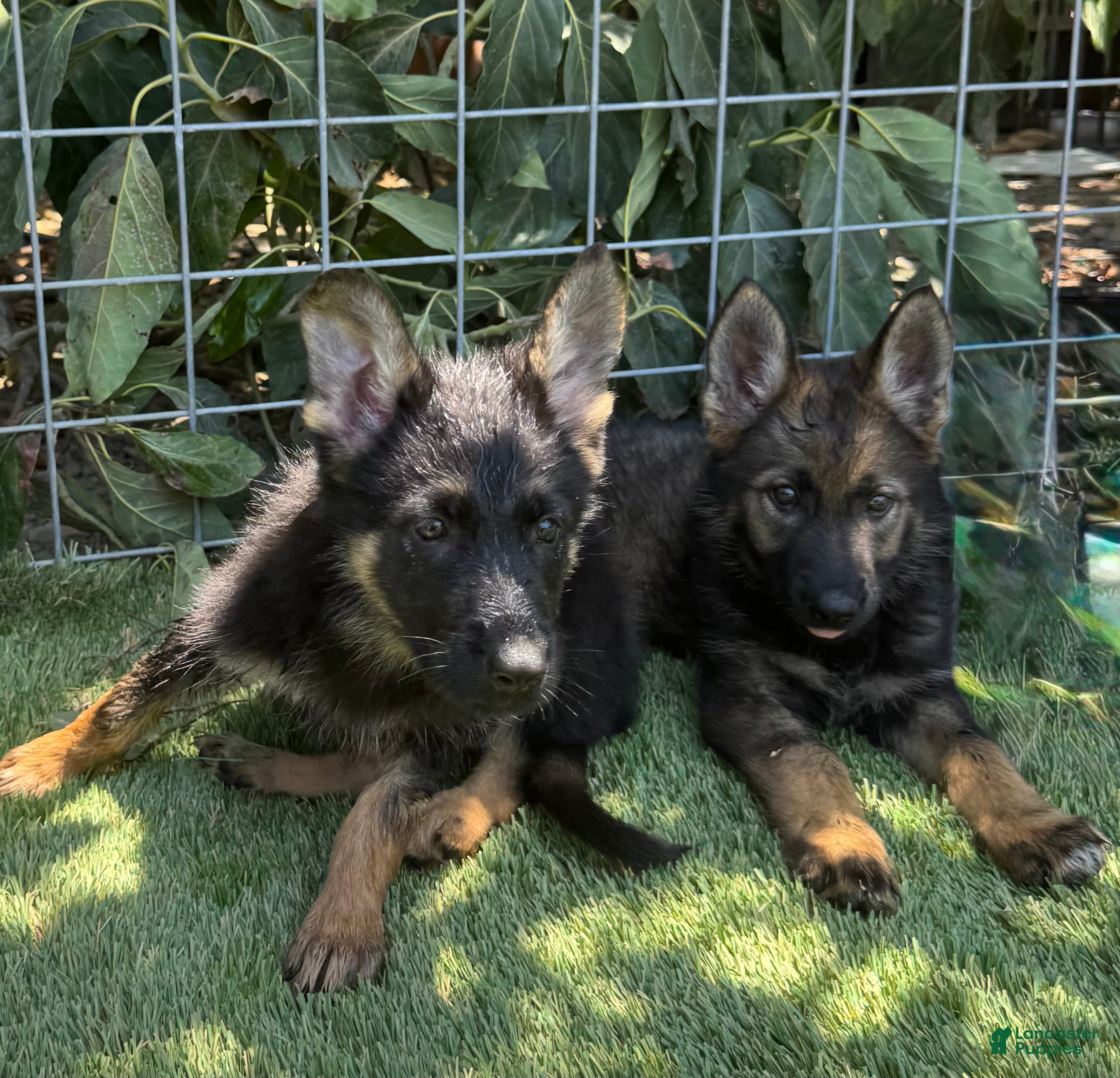 German Shepherd dogs German Shepherd 5 - Ad 2