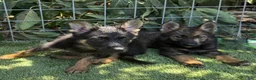 German Shepherd dogs for sale: German Shepherd 5 - Ad 2
