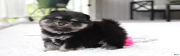 Pomeranian dogs for sale: Tessa - Ad 4