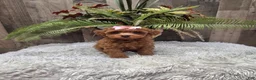 Miniature Poodle dogs for sale: Amber - Ad 5