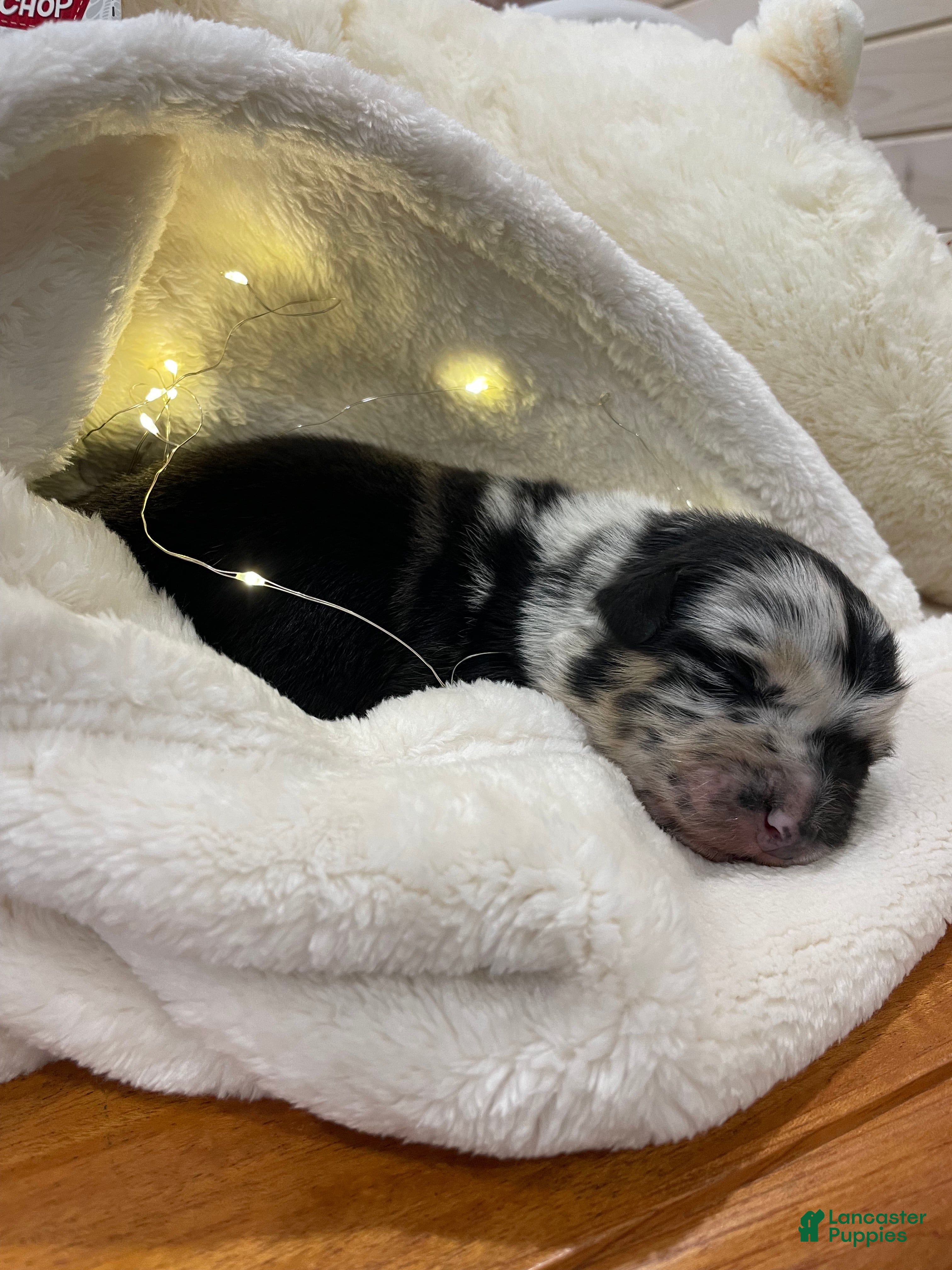 Australian Shepherd dogs Sheira - Ad 10