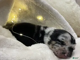 Australian Shepherd dogs Sheira - Ad 10