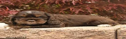 Cocker Spaniel dogs for sale: Lacy - Ad 2