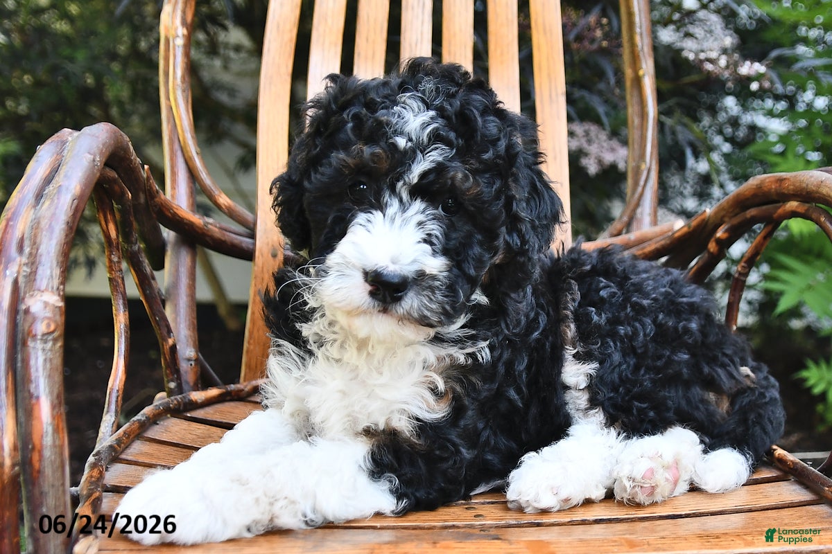 Mini Bernedoodle dogs Moonshine - Ad 1