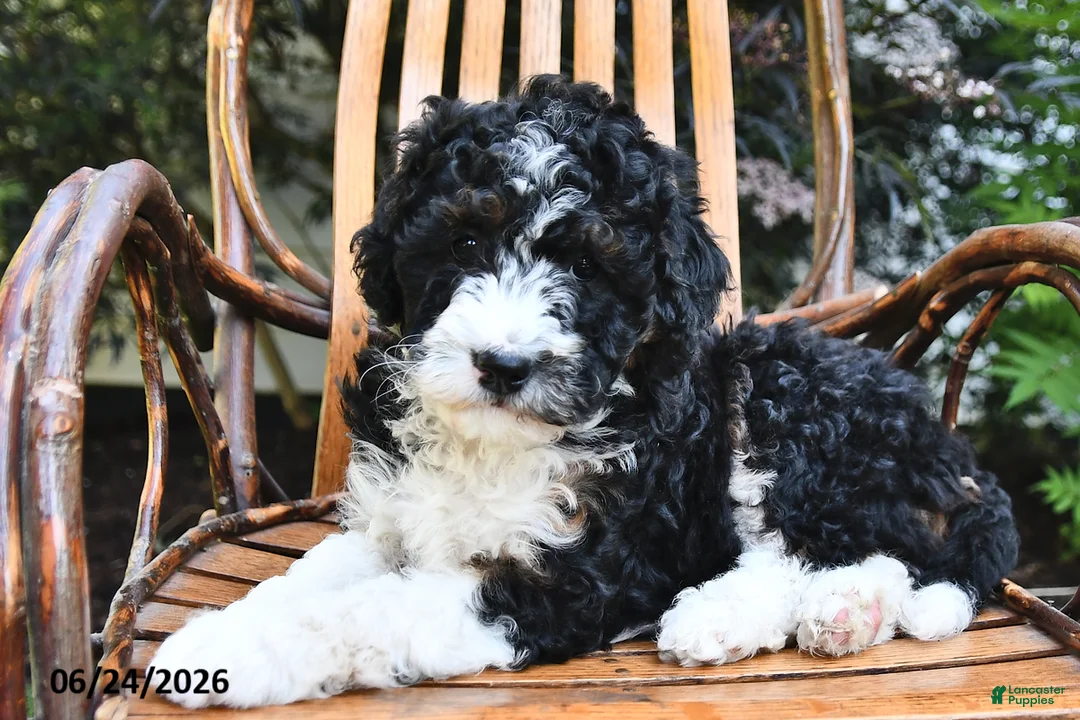Mini Bernedoodle dogs for sale: Moonshine - Ad 1
