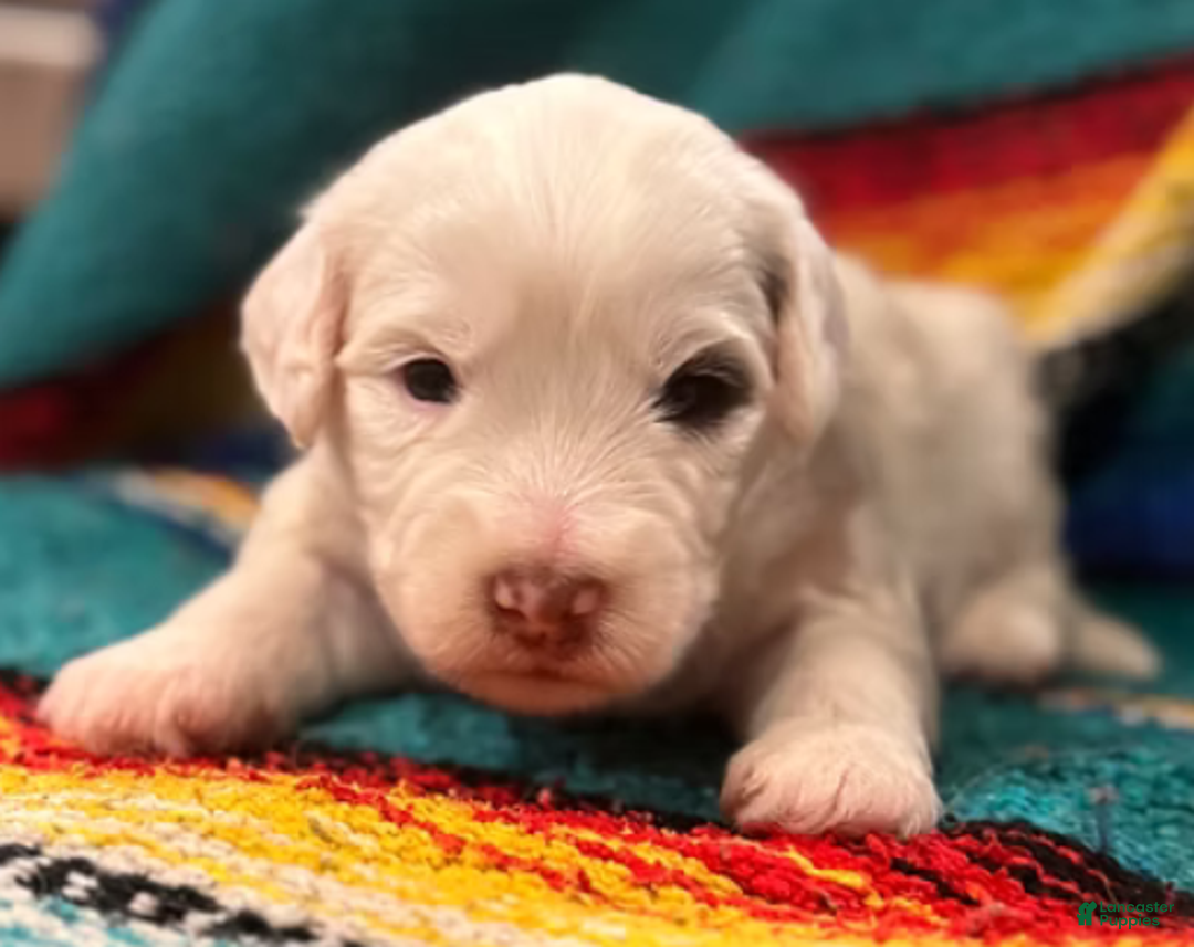 Mini Bernedoodle dogs for sale: Bandit - Ad 6