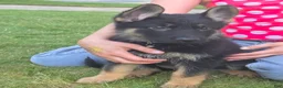 German Shepherd dogs for sale: Lilo - Ad 2