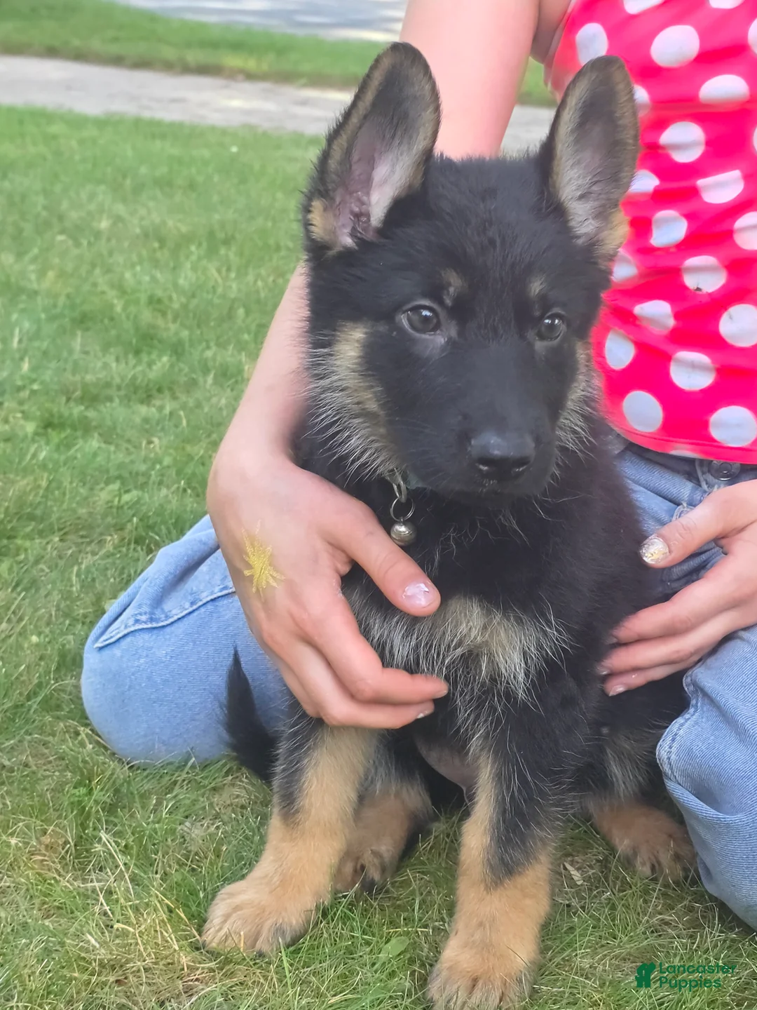 German Shepherd dogs for sale: Lilo - Ad 2
