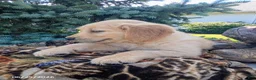 Golden Retriever dogs for sale: Ruger - Ad 4