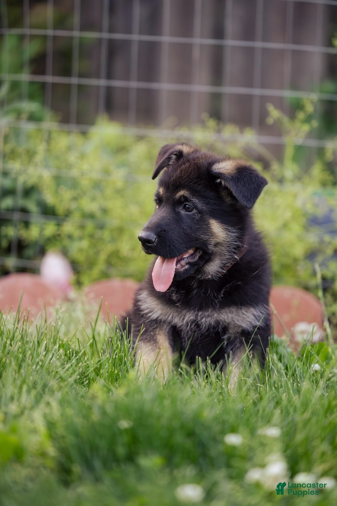 German Shepherd dogs Apollo - Ad 2