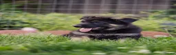 German Shepherd dogs for sale: Apollo - Ad 3
