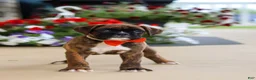 Boxer dogs for sale: Benson - Ad 2
