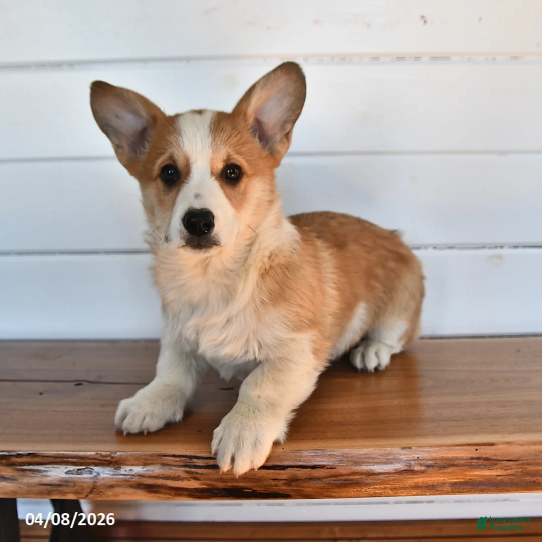 Welsh Corgi Pembroke dogs for sale: Toffee - Ad 1