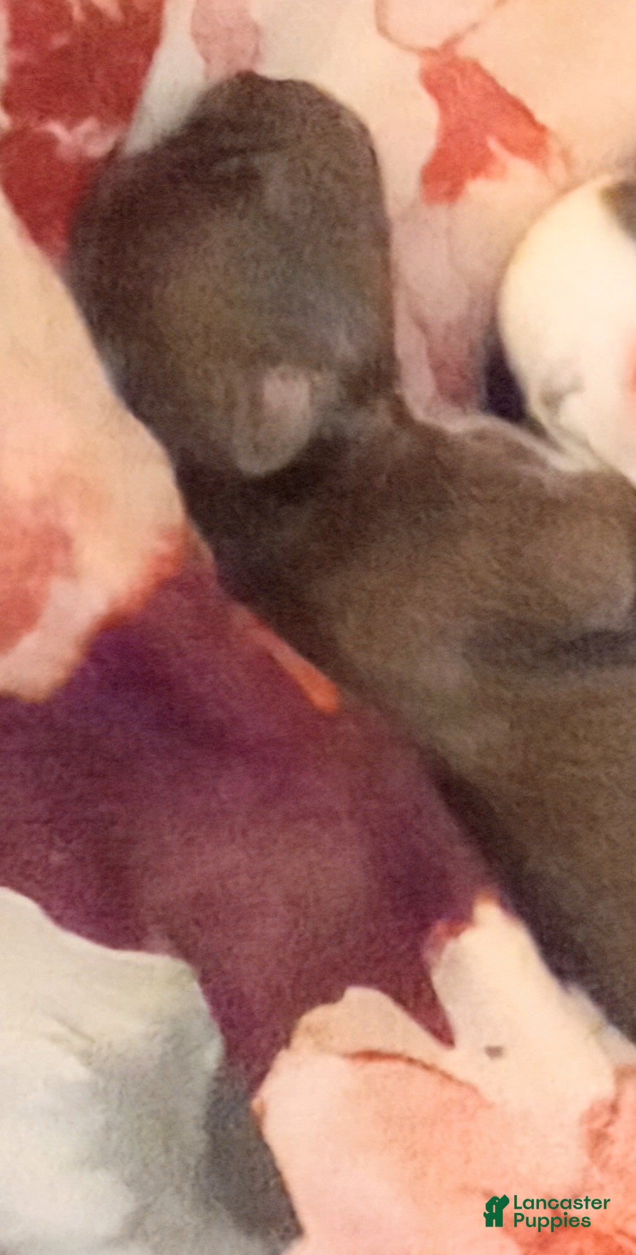 Mixed Breed dogs for sale: Mixed Breed 2 - Ad 6