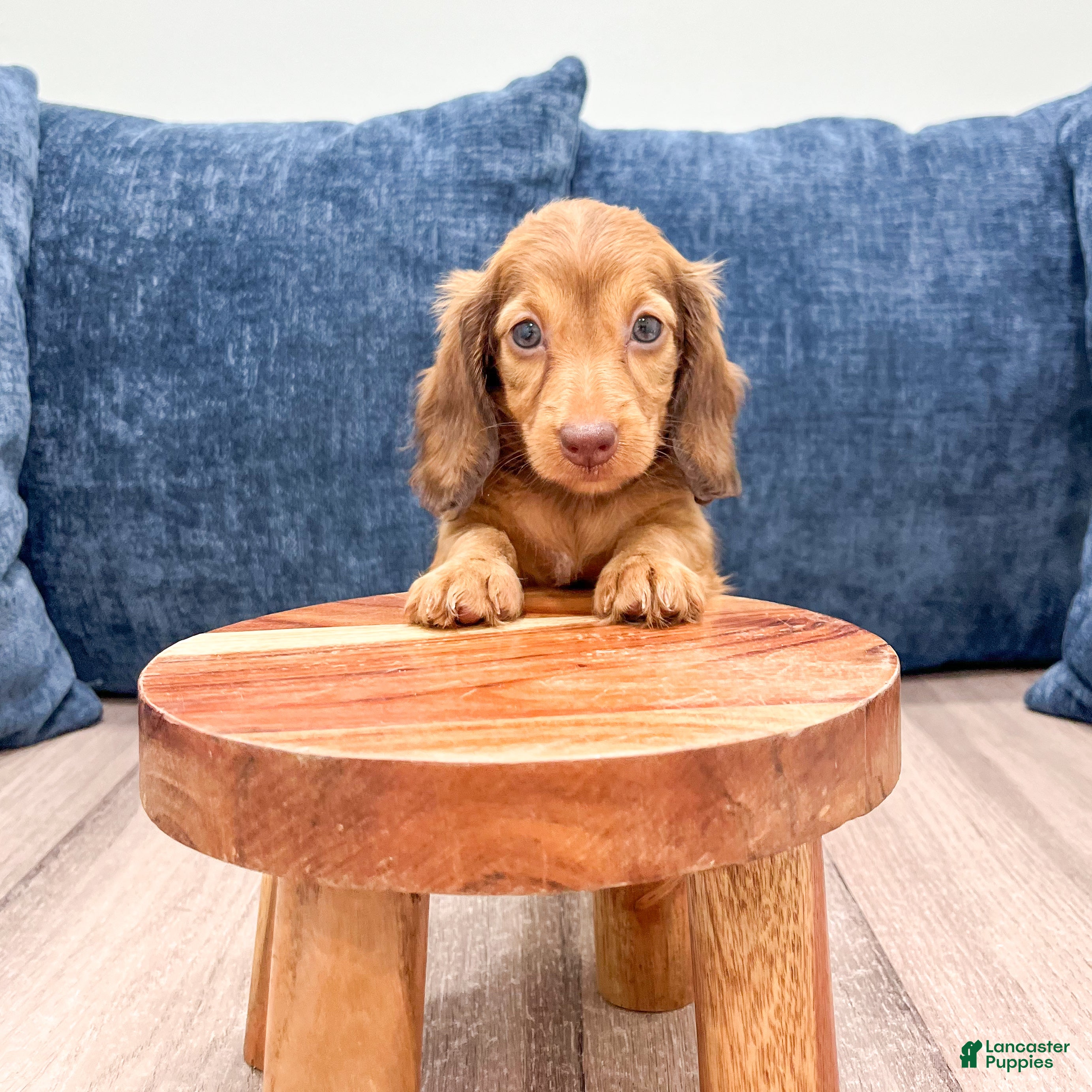Miniature Dachshund dogs Felicia - Ad 2