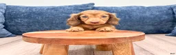 Miniature Dachshund dogs for sale: Felicia - Ad 2