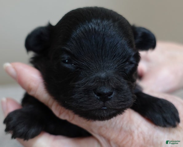 Maltipoo dogs Tug - Ad 19