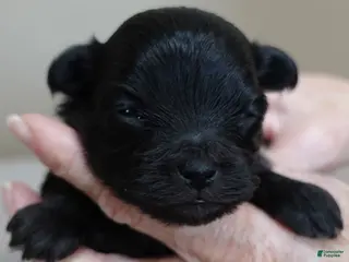 Maltipoo dogs Tug - Ad 36