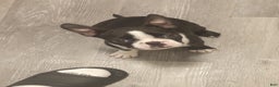 Boston Terrier dogs for sale: Queen - Ad 2