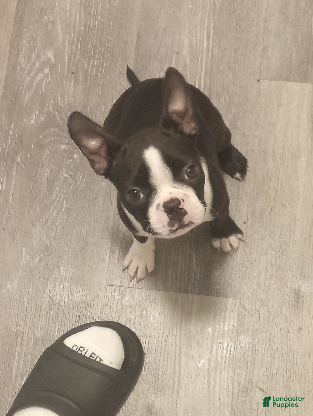 Boston Terrier dogs for sale: Queen - Ad 2