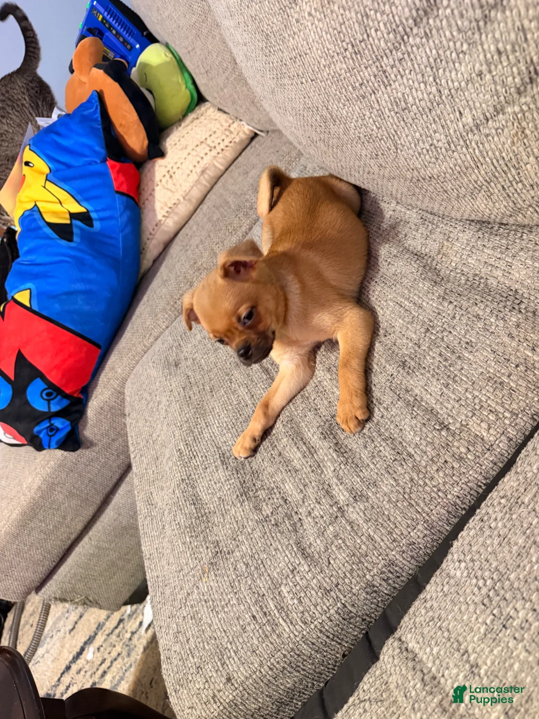 Mixed Breed dogs for sale: Domino - Ad 5
