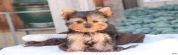 Yorkshire Terrier dogs for sale: Buckskin - Ad 5