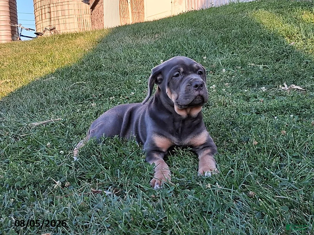 Cane Corso dogs for sale: Violet - Ad 2