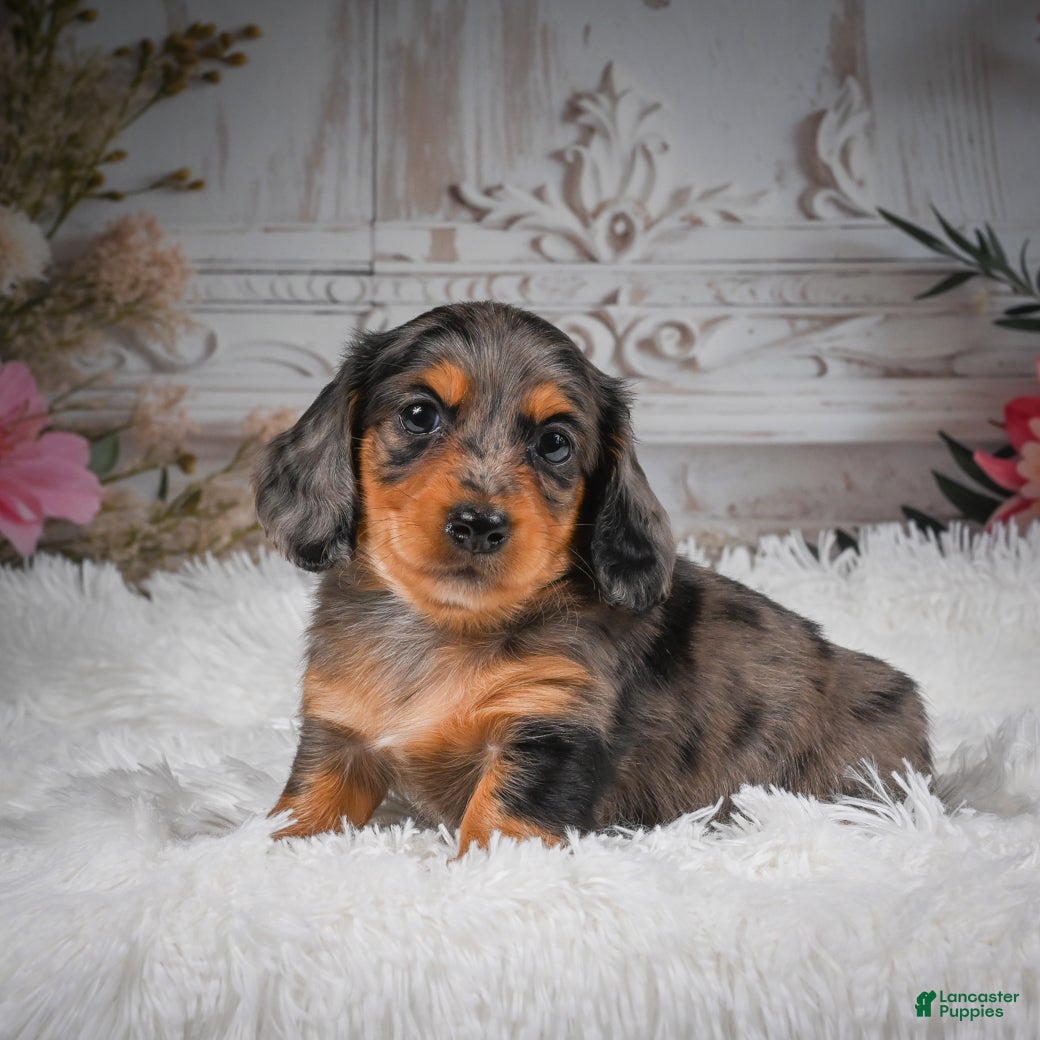 Miniature Dachshund dogs AKC-Hudson - Ad 1