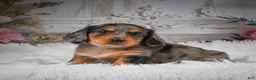 Miniature Dachshund dogs for sale: AKC-Hudson - Ad 1