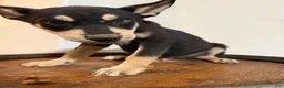 Pitsky dogs for sale: Pitsky 1 - Ad 7