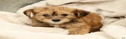 Yorkiepoo dogs for sale: Lindsey - Ad 3