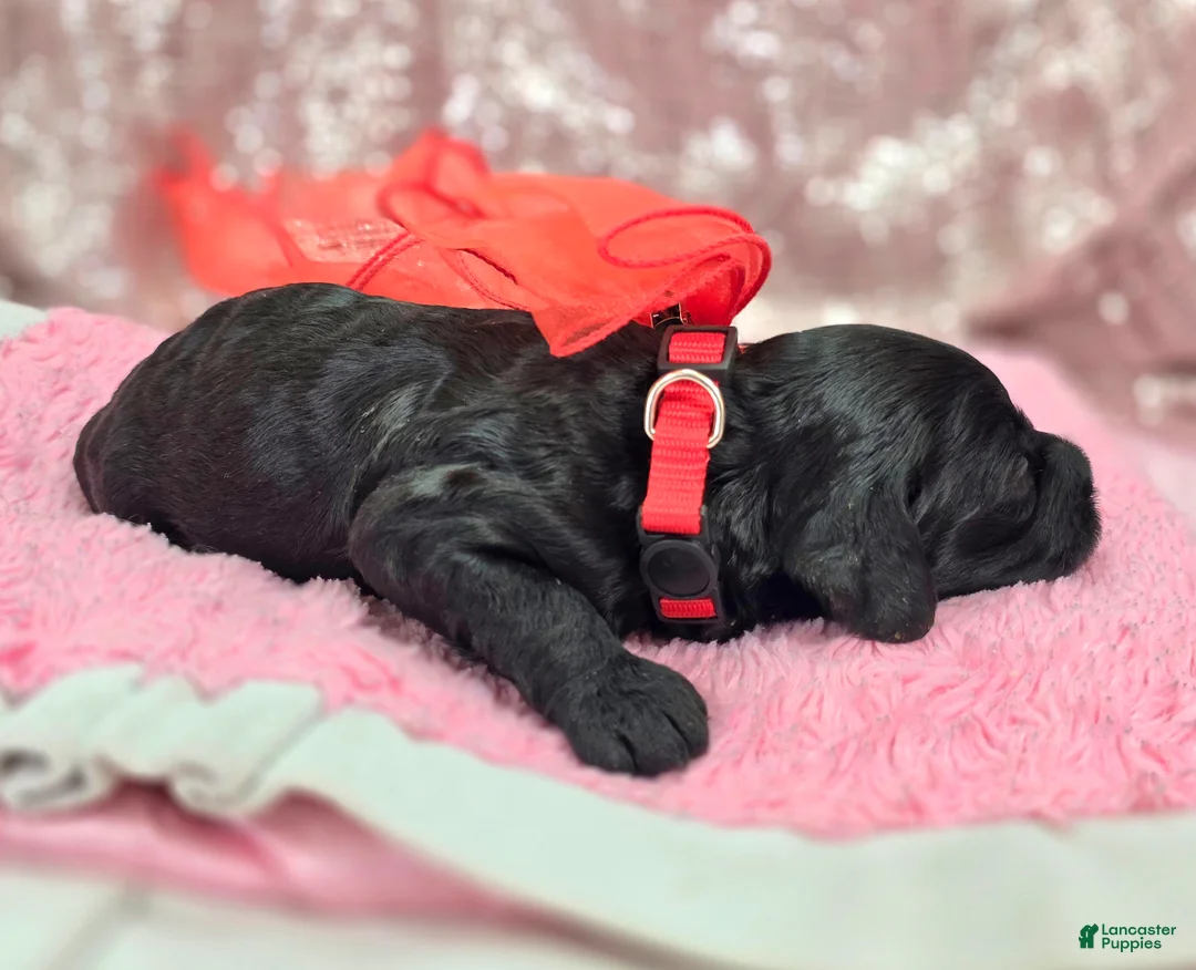 Cockapoo dogs for sale: Frostbite - Ad 6