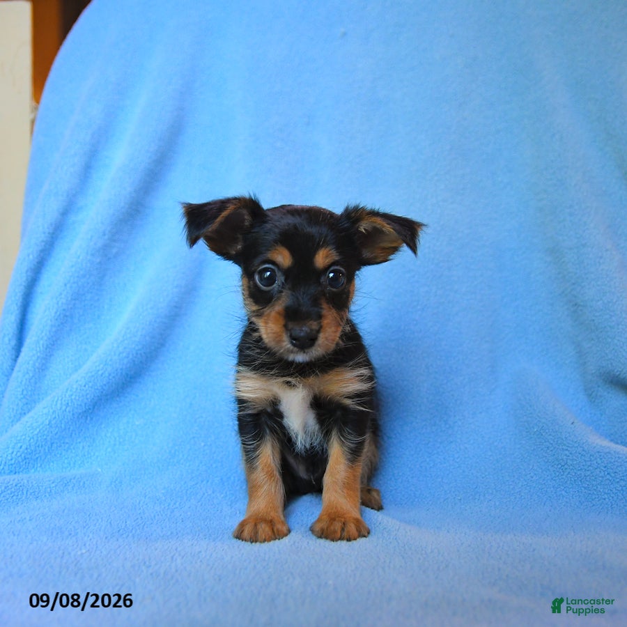 Mixed Breed dogs for sale: Fritz - Ad 3