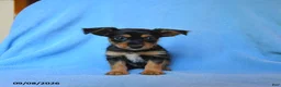 Mixed Breed dogs for sale: Fritz - Ad 1