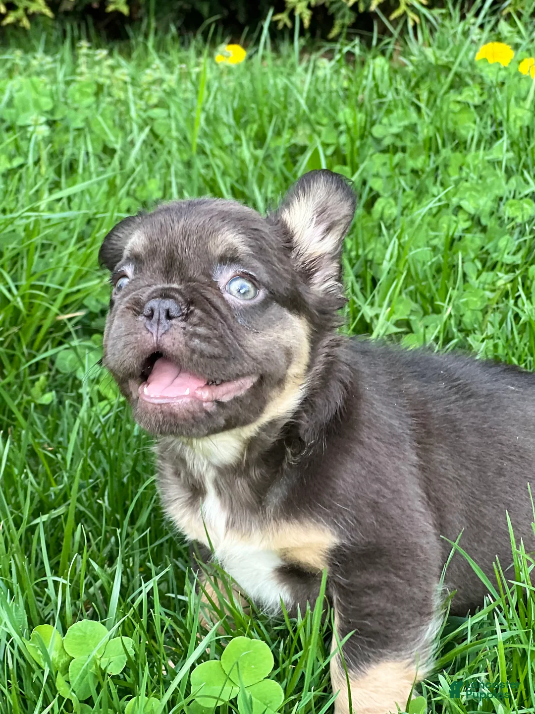 French Bulldog dogs for sale: Female French Bulldog Chicago - Fluffy - Ad 2