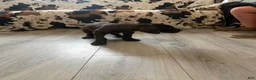 Great Dane dogs for sale: Brisket - Ad 4