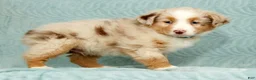 Australian Shepherd dogs for sale: Rio - Ad 5