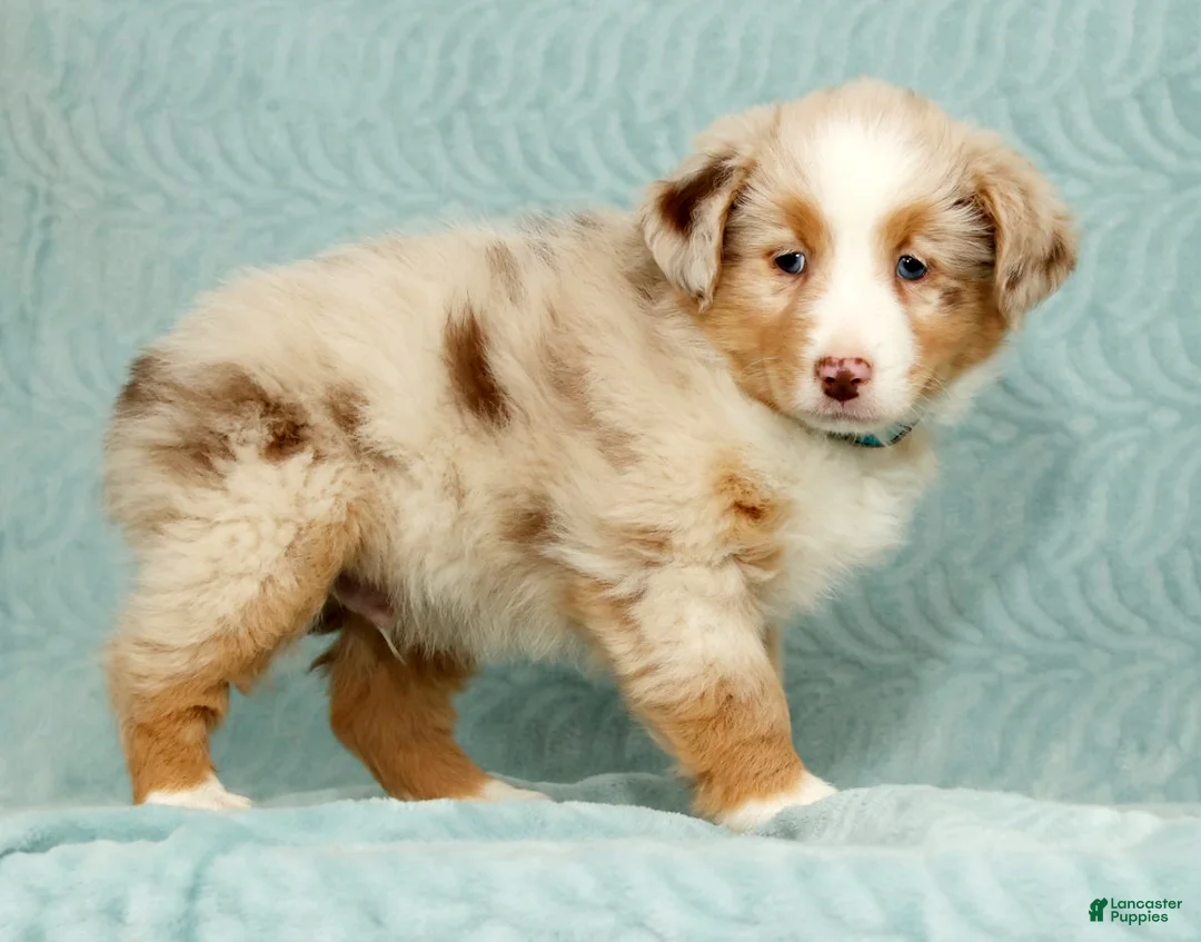 Australian Shepherd dogs for sale: Rio - Ad 5
