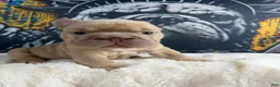 French Bulldog dogs for sale: Tesla - Ad 3